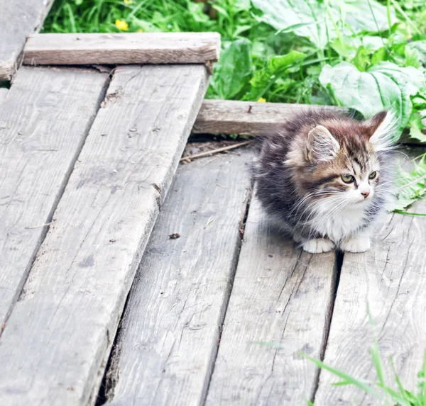 Kitten op een oude houten veranda — Stockfoto