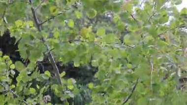 Rüzgarda sallanan kavak yaprakları