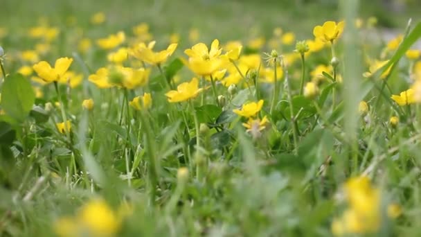 Små gula blommor svajar från vind — Stockvideo