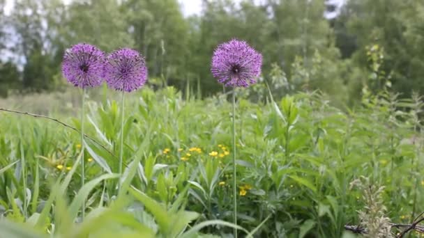 Palline di cipolla viola che fioriscono nel vento — Video Stock