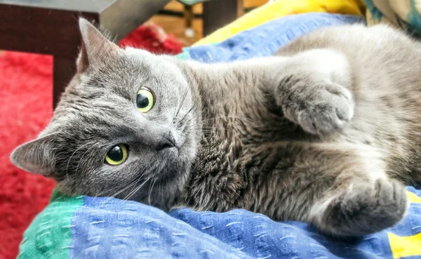 大人の灰色猫 — ストック写真