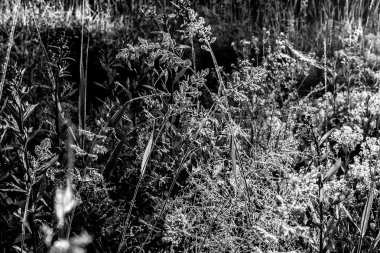 Parlak çiğ sabah çimenlerin üzerinde