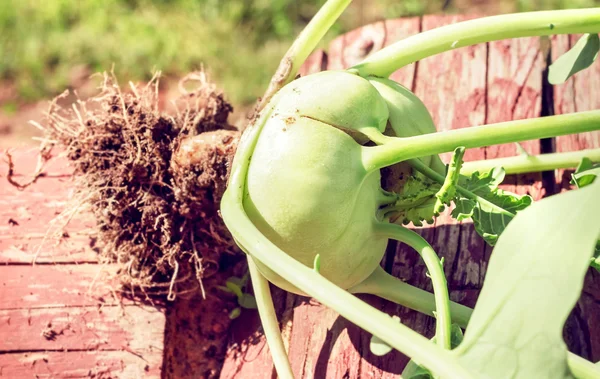 Fresh kohlrabi from garden — Stock Photo, Image