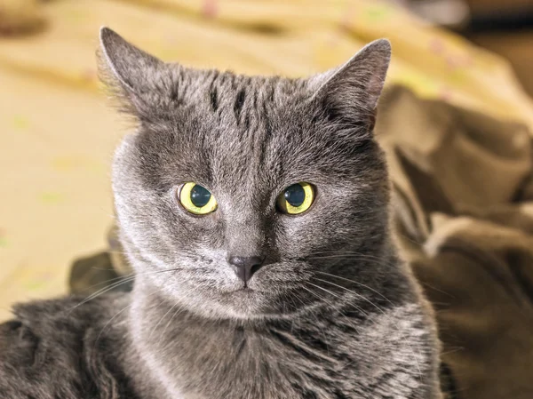 Gato cinza em reflexão — Fotografia de Stock