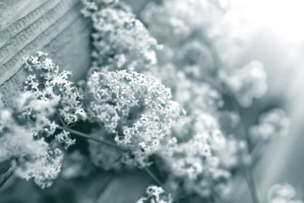 Weinig zomerbloemen — Stockfoto