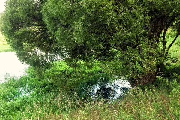 Willow over water — Stock Photo, Image