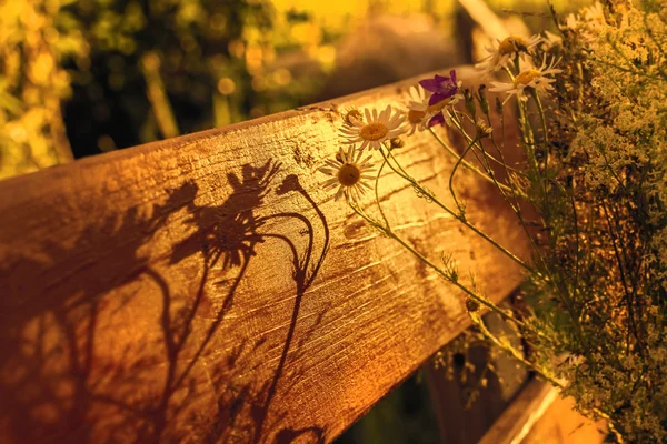 Güneş kurma camomilles gölgesi — Stok fotoğraf