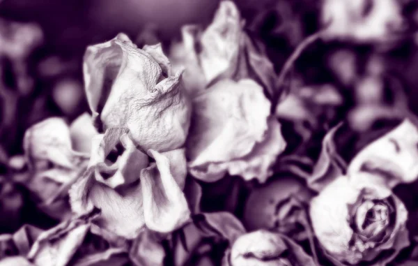 Trockene Rosen in Sepia — Stockfoto