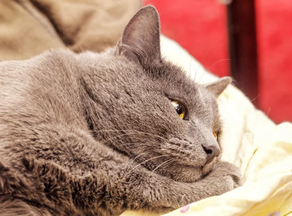 Grey cat lies in dreams — Stock Photo, Image