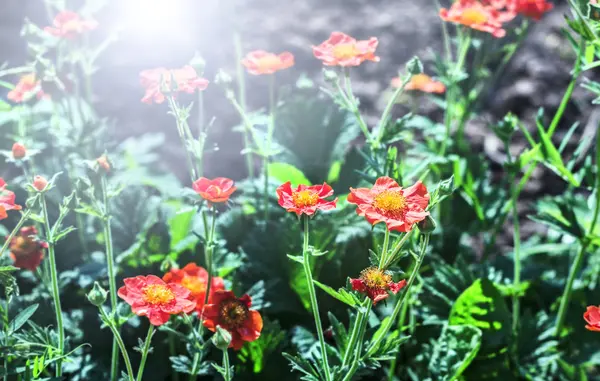 Flores rojas a la luz del sol —  Fotos de Stock