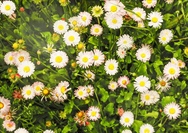 Bellis perennis en el jardín —  Fotos de Stock