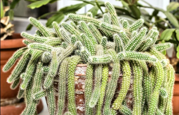 Home cactus in pot