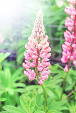 Güzel pembe lupine