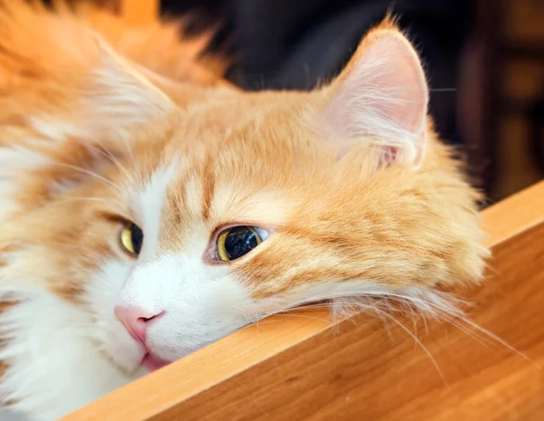 Красная кошка в ящике — стоковое фото
