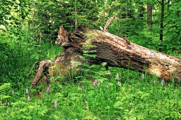 Złamane drzewo w drewnie — Zdjęcie stockowe