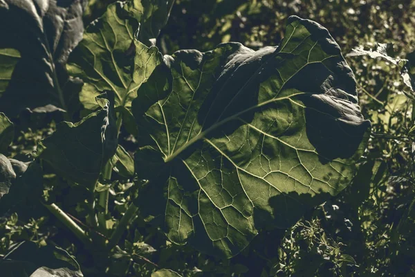 Petite Feuille Verte Tonique Plante Lumière Soleil Comme Éclipse — Photo