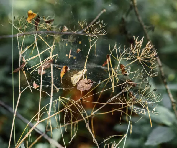 Ziemlich Trockenes Herbstgras Und Blätter Bewölkten Herbsttagen — Stockfoto