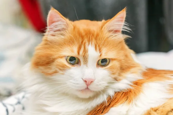Ładny Dom Dorosły Zamyślony Czerwony Kot Zbliżenie Różany Nos — Zdjęcie stockowe