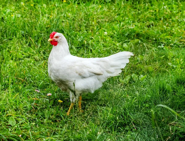 多云的夏日 绿草上有一只漂亮的白鸡 — 图库照片