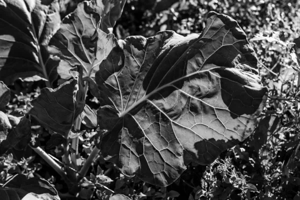 Большой Лист Растения Солнечный День Черно Белых Цветах — стоковое фото