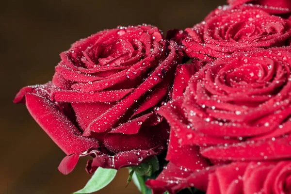 Mooie Echte Rode Rozen Druppels Water Voor Een Goed Humeur — Stockfoto