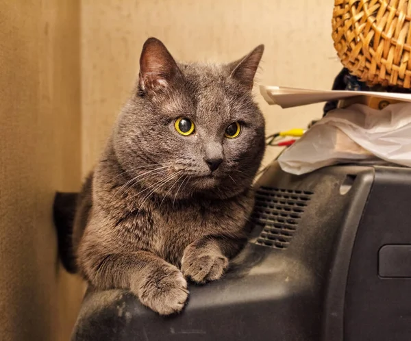 Pretty Adult Grey Cat Back Home Room — Stock Photo, Image