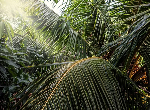 Pretty Big Green Large Palm Leaves Shade Happy Morning — Stock Photo, Image