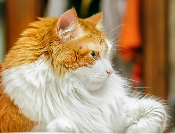 Real Profile Red Haired Adult Charming Cat Great Thoughts — Stock Photo, Image