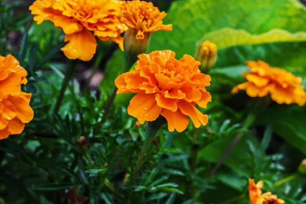 Pretty Pomarańczowe Kwiaty Jesieni Marigolds Pochmurny Jesienny Ogród — Zdjęcie stockowe