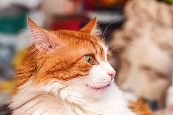 Αρκετά Πραγματική Ενήλικη Κόκκινη Γάτα Ελαφρώς Έκπληξη Στιγμή Σοκ — Φωτογραφία Αρχείου