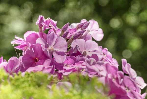 夏の幸せな日差しの中で本当の魅力的なピンクの紫色のPhlox — ストック写真