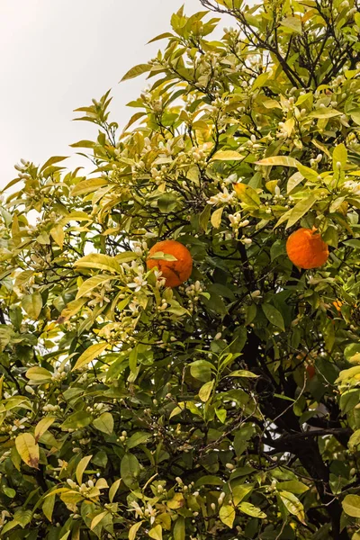 Ganske Blomstrende Appelsintre Med Frukt Våren – stockfoto