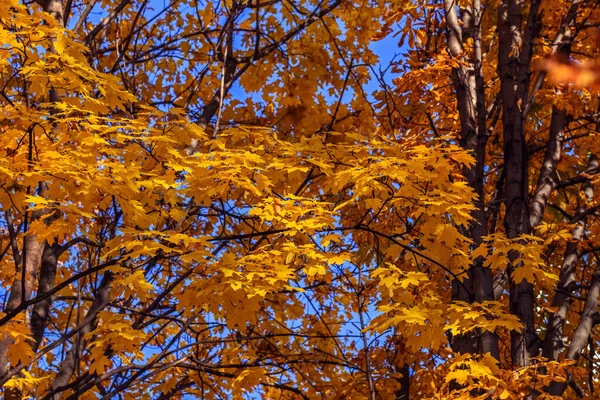 Bordo Dourado Outono Parte Contra Céu Azul Dia Feliz Ensolarado — Fotografia de Stock
