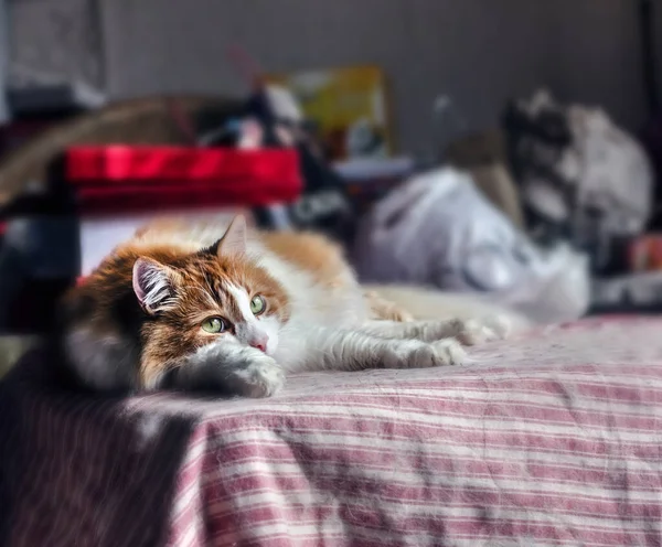 Rothaarige Erwachsene Wunderkatze Liegt Gedanken Hause — Stockfoto