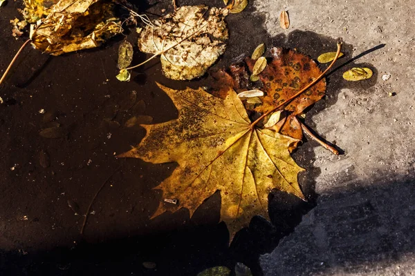 Verdadeiro Encantador Outono Folhas Poça Dia Relaxamento Ensolarado — Fotografia de Stock