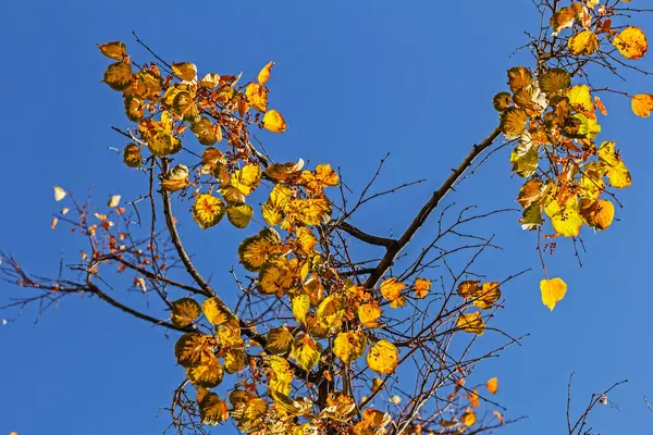 Skutečné Žluté Podzimní Listí Slunečný Den Proti Jasně Modré Obloze — Stock fotografie