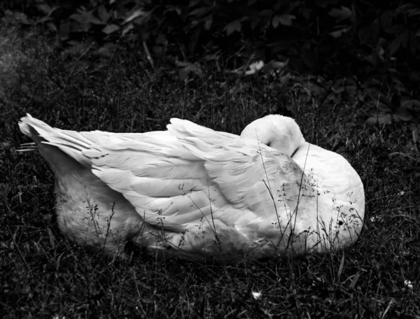 Pěkná Bílá Husa Spí Svým Zobákem Černé Bílé — Stock fotografie