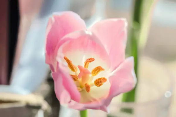 Справжній Досить Відкритий Бутон Рожевого Ніжного Тюльпана Символ Любові — стокове фото