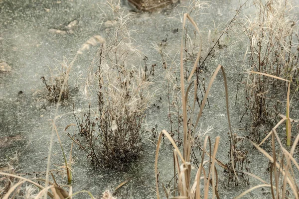 Echt Poetisches Trockenes Herbstgras Eis Bewölkten Tagen — Stockfoto