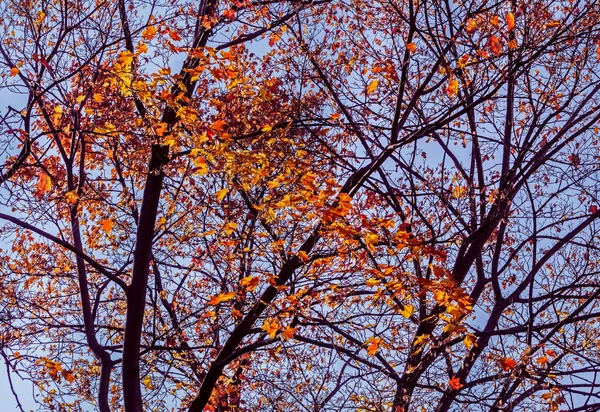 Sunny Autumn Red Foliage Black Tree Trunks Blue Sky — Stock Photo, Image