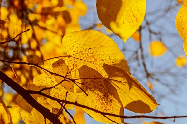 Rel Pretty Autumn Yellow Leaves Sunlight Large Happy Mood — Stock Photo, Image