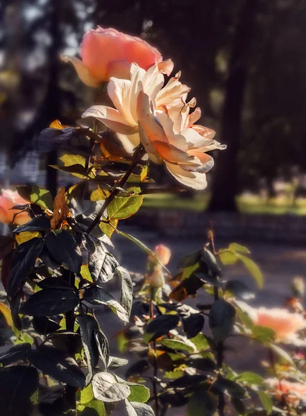 Rosa Suave Abrió Sol Mañana Feliz Otoño —  Fotos de Stock