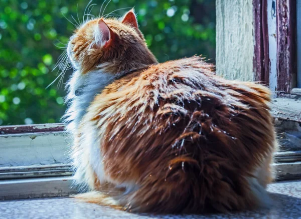 Vacker Vuxen Röd Katt Öppet Morgonfönster Soliga Strålar — Stockfoto