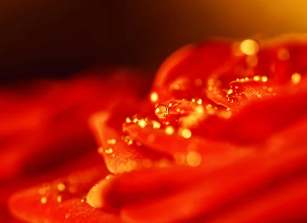 Charmante Echte Rode Roos Groot Met Waterdruppels Als Inspiratie Teken — Stockfoto