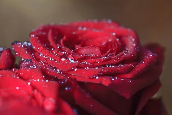 Sanfte Wassertropfen Auf Rot Blühenden Rosen Für Gegenwart Und Liebe — Stockfoto