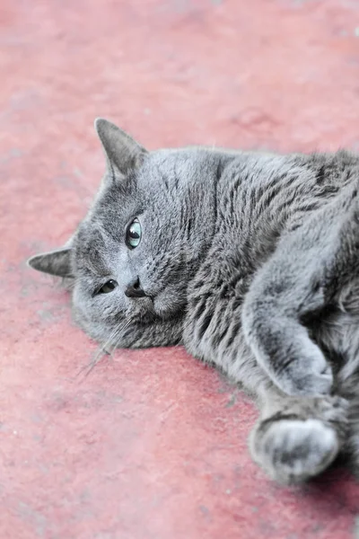 Vrai Joli Chat Gris Adulte Est Couché Sur Sol Rouge — Photo