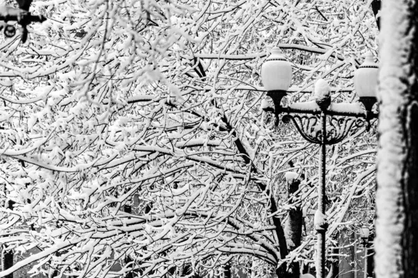 Prawdziwy Gałąź Drzewo Park Pokryty Śnieżny Pochmurny Zimowy Dzień — Zdjęcie stockowe