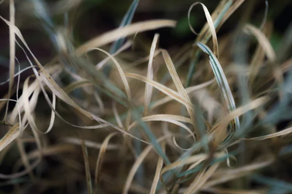 Real Soft Dry Autumn Grass Twilight Blur Sensitive Mood — Stock Photo, Image