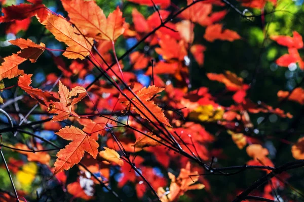 Real Fun Pretty Purple Autumn Leaves Sunlight Happy Morning — Stock Photo, Image