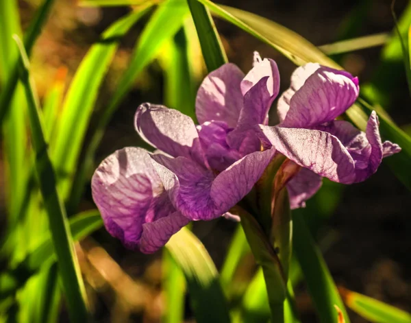 Todellinen Melko Herkkä Violetti Kukkiva Iiris Aurinkoisella Kesällä Onnellinen Aamu — kuvapankkivalokuva